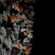 Monarchs at El Rosario Sanctuary